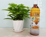 Nước Trà Mật Ong Hoa Lài 585ml